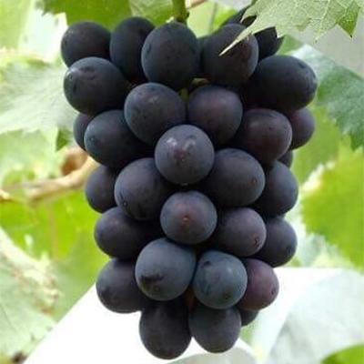 ふるさと納税 弥彦村 稀少!数量限定「高尾」黒系ぶどう 約2kg 種が無い 皮ごと食べられる 肉厚 新潟県 弥彦村