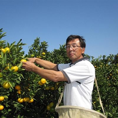 ふるさと納税 観音寺市 小出さんの温州みかん 3.5kg