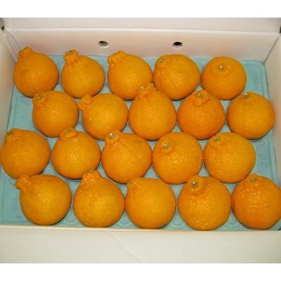 ふるさと納税 観音寺市 不知火(しらぬひ) 約5kg