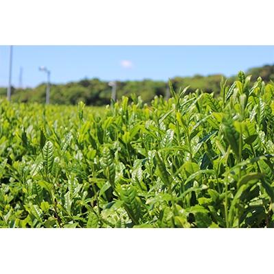 ふるさと納税 袋井市 深蒸し特上煎茶(180g×1本)・上煎茶(180g×2本)【貼り缶】の画像
