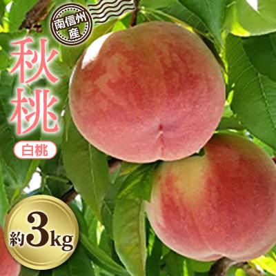 ふるさと納税 飯田市 南信州産「秋桃」(白桃)約3kg