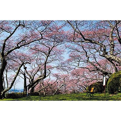 ふるさと納税 利府町 観光タクシー(春限定・桜スポットを巡るコース)