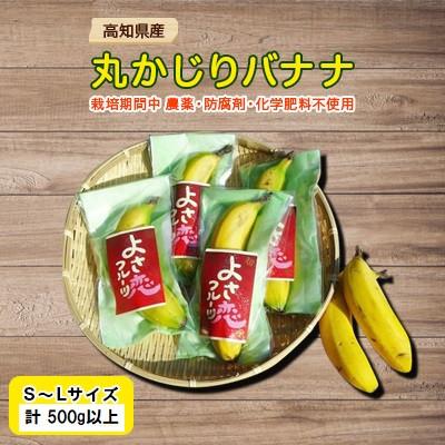 ふるさと納税 須崎市 高知県産! 丸かじりバナナ500g!