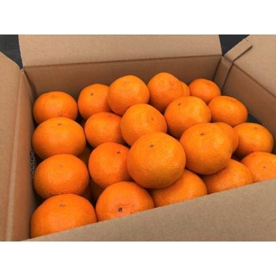 ふるさと納税 津久見市 上野果樹園の「石地温州」 5kg