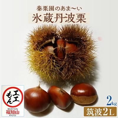 ふるさと納税 福知山市 秦栗園のあま〜い氷蔵丹波栗 筑波2L 2kg[熟成] 生栗 大粒 10月下旬発送