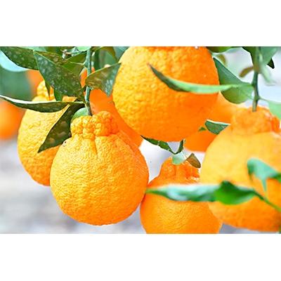 ふるさと納税 海南市 和歌山の完熟デコ(不知火)5kg 15玉〜28玉 赤青混合[和歌山 海南市 農園直送]