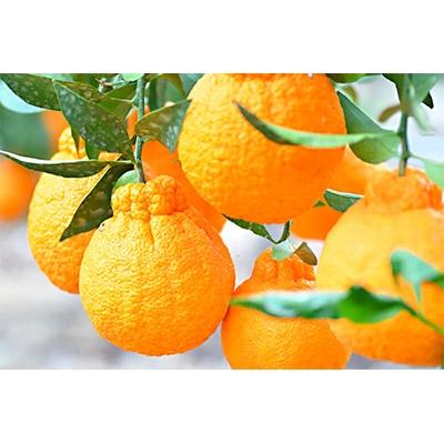 ふるさと納税 海南市 和歌山の完熟しもつデコ15玉〜24玉 5kg 赤秀[和歌山 海南市 農園直送]