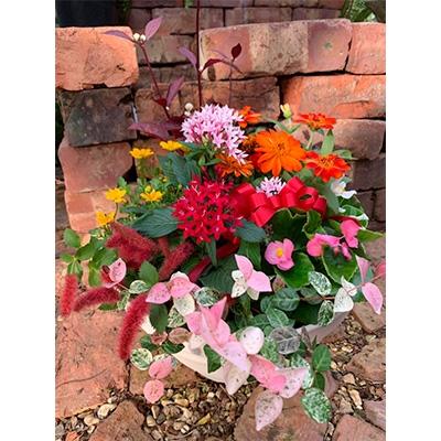 ふるさと納税 沼津市 [沼津農園]地元産の季節の花をたっぷり使った寄せ植え