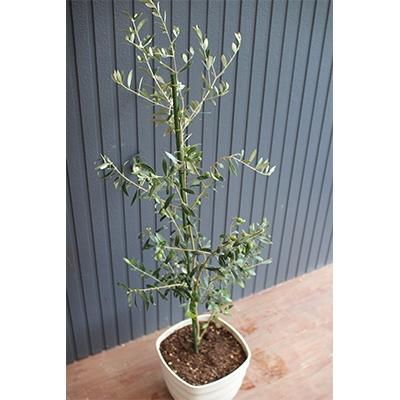 ふるさと納税 水俣市 オリーブツリー 1鉢 育成ガイドブック付き!