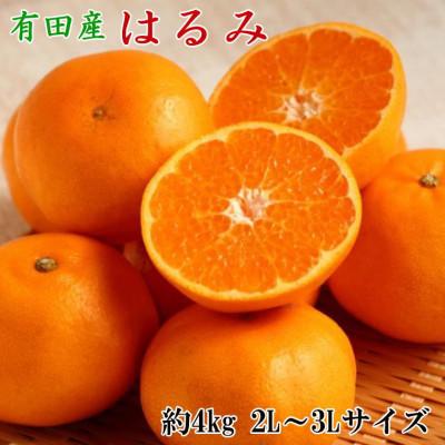 ふるさと納税 美浜町 [厳選・濃厚]紀州有田産のはるみ約4kg(サイズおまかせ)(美浜町)