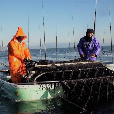 ふるさと納税 鹿島市 【有明海産】寿司のり50枚入り