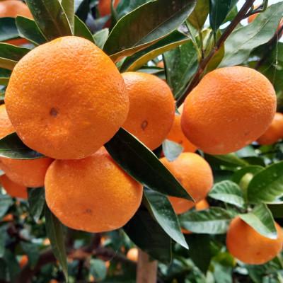 ふるさと納税 九度山町 [秀品]和歌山有田みかん約10kg大玉(2Lサイズ)「2025年11月中旬より順次発送」(九度山町) |  | 02