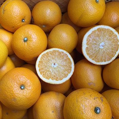 ふるさと納税 湯浅町 [まごころ手選別]和歌山産 有田の八朔(はっさく)約4kg (サイズ混合) 家庭用[2026年発送]