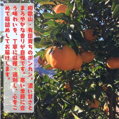 ふるさと納税 湯浅町 ≪先行予約・2027年1月〜発送≫有田育ちの濃厚ポンカン(ご家庭用) 10kg【訳あり】 |  | 01