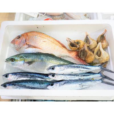 ふるさと納税 越前町 越前港直送 朝獲れお魚詰め合わせ 4種類