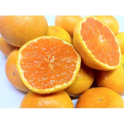 ふるさと納税 和歌山市 みかん 和歌山産 みかん 10kg [ご自宅用・サイズ不揃い・キズ等あり] [数量限定]