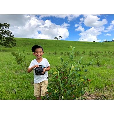 ふるさと納税 竹田市 [2026年7月下旬から発送予定]久住高原童心回帰農場のフローズンブルーベリー 1kg