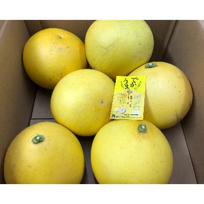 ふるさと納税 三豊市 オリジナル文旦「サラダポメロ」 6kg(4〜9玉)