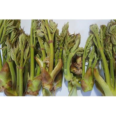 ふるさと納税 阿賀町 阿賀町産 山菜 [タラの芽]約300g