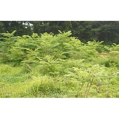 ふるさと納税 阿賀町 阿賀町産 山菜 【タラの芽】約300gの画像