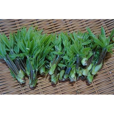 ふるさと納税 阿賀町 阿賀町産 山菜 [コシアブラ]約200g
