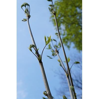 ふるさと納税 阿賀町 阿賀町産 山菜 【コシアブラ】約200gの画像