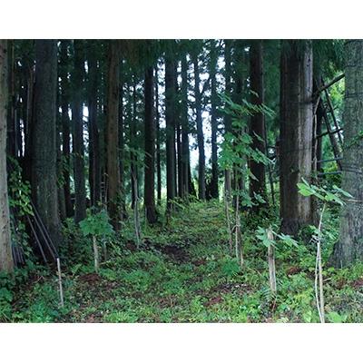 ふるさと納税 阿賀町 阿賀町産 山菜 【コシアブラ】約200gの画像