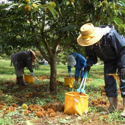ふるさと納税 飯田市 【厳選した長野県産の栗を贅沢に使用!】　栗きんとん　16個 |  | 03