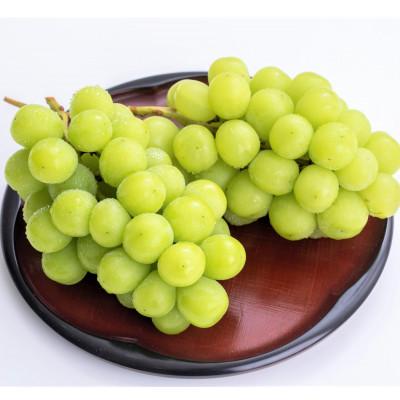 ふるさと納税 長野市 シャインマスカット 特秀 約1.8kg(3〜4房)