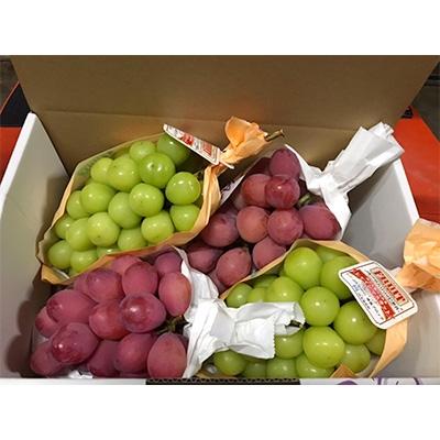 ふるさと納税 長野市 人気ぶどう食べ比べセット 特秀 約1.8kg(シャインマスカット・クインニーナ)