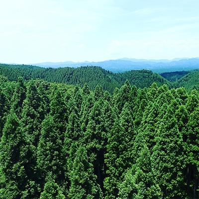 ふるさと納税 小国町 【阿蘇小国杉】森をつくる木製A4ファイル2枚セット |  | 03