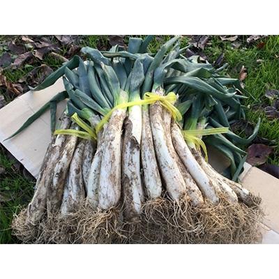 ふるさと納税 須賀川市 阿部農縁の明治から守る曲がりネギ 20本×3束 約12kg