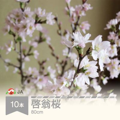 ふるさと納税 村山市 啓翁桜(けいおうざくら) 80cm×10本