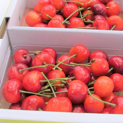 ふるさと納税 村山市 (秀品)山形のさくらんぼ佐藤錦L玉 約700g(約350g×2P)