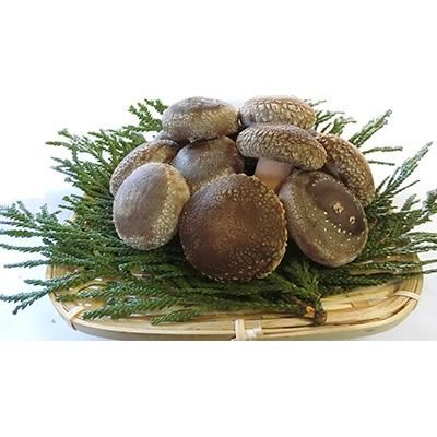 ふるさと納税 今金町 原木栽培 生椎茸 約1kg