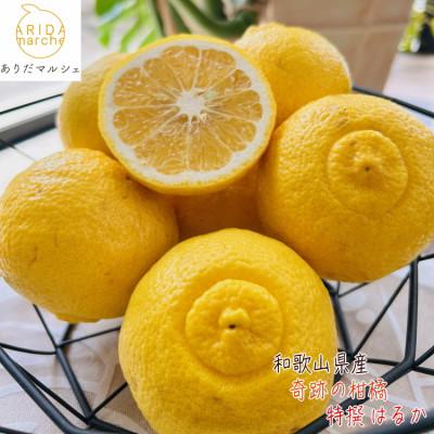 ふるさと納税 湯浅町 &lt;先行受付&gt;[人気柑橘]特撰 はるかみかん 3kg