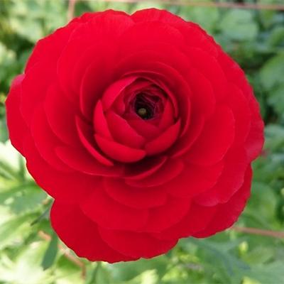 ふるさと納税 高松市 ご家庭用ラナンキュラス「赤色系てまり」切花