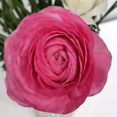 ふるさと納税 高松市 ご家庭用ラナンキュラス「ピンク色系てまり」切花