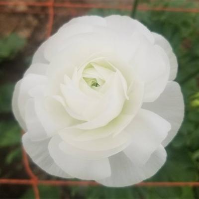 ふるさと納税 高松市 ご家庭用ラナンキュラス「白色系てまり」切花