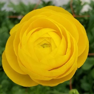 ふるさと納税 高松市 ご家庭用ラナンキュラス「黄色系てまり」切花