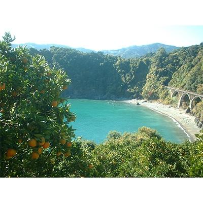 ふるさと納税 須崎市 ヤマデ農園　安和ポンカン秀品3kg |  | 03