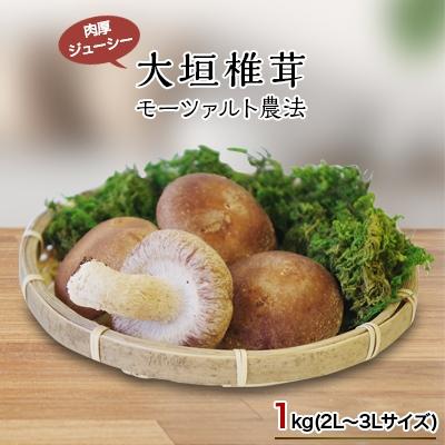 ふるさと納税 大垣市 大垣椎茸 肉厚・ジューシー 1kg
