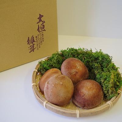 ふるさと納税 大垣市 大垣椎茸　肉厚・ジューシー　1kg_1