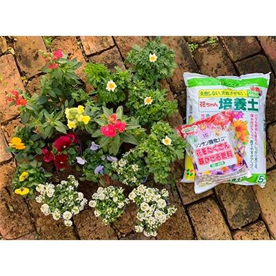ふるさと納税 沼津市 [沼津農園] 厳選!すぐに植えられる季節の花苗セット