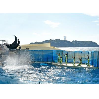 ふるさと納税 藤沢市 新江ノ島水族館　入場券大人 1枚 |  | 01