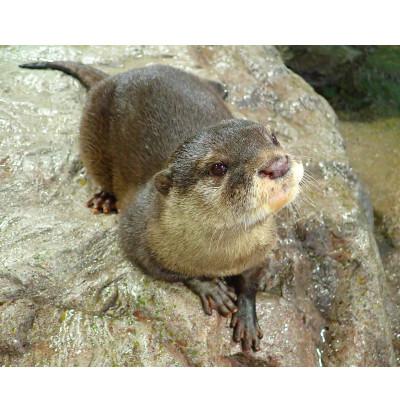 ふるさと納税 藤沢市 新江ノ島水族館　入場券大人 1枚 |  | 02