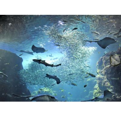 ふるさと納税 藤沢市 新江ノ島水族館　入場券大人 1枚 |  | 03