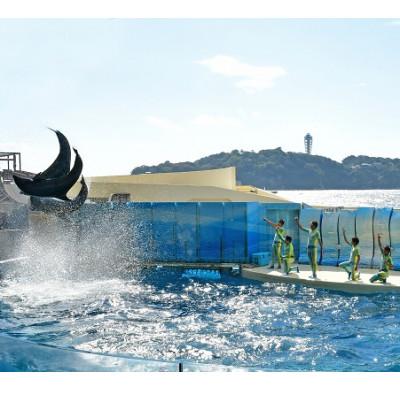 ふるさと納税 藤沢市 新江ノ島水族館　年間パスポート引換券　大人 1枚 |  | 01