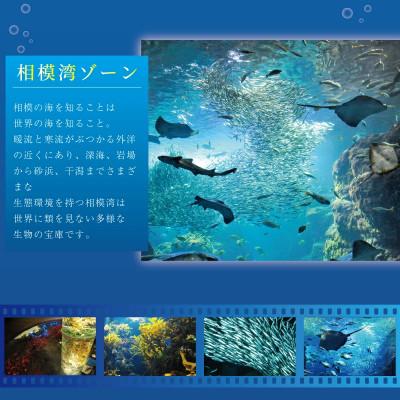 ふるさと納税 藤沢市 新江ノ島水族館　年間パスポート引換券　大人 1枚 |  | 03
