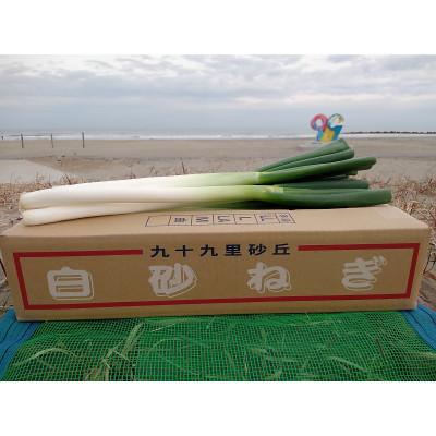ふるさと納税 九十九里町 九十九里産 白砂ねぎ約5kg(2Lサイズ)